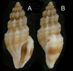 Mangelia unifasciata (Deshayes, 1835) Specimen from La Goulette, Tunisia (soft bottoms 10-15 m, 23.12.2009), actual size 5.5 mm. Mangelia unifasciata (Deshayes, 1835) Specimen from La Goulette, Tunisia (soft bottoms 10-15 m, 23.12.2009), actual size 5.5 mm.