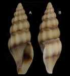 Bela zonata (Locard, 1892)Specimens from La Goulette, Tunisia (soft bottoms 10-15 m, 23.12.2009), actual size 7.0 mm. Bela zonata (Locard, 1892)Specimens from La Goulette, Tunisia (soft bottoms 10-15 m, 23.12.2009), actual size 7.0 mm.
