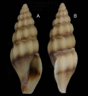 Bela zonata (Locard, 1892)Specimens from La Goulette, Tunisia (soft bottoms 10-15 m, 23.12.2009), actual size 7.0 mm.