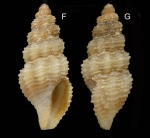 Bela brachystoma (Philippi, 1844) Specimen from La Goulette, Tunisia (soft bottoms 10-15 m, 19.01.2010), actual size 4.8 mm. Bela brachystoma (Philippi, 1844) Specimen from La Goulette, Tunisia (soft bottoms 10-15 m, 19.01.2010), actual size 4.8 mm.
