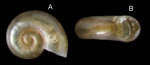 Omalogyra atomus (Philippi, 1841) Specimen from La Goulette, Tunisia (among algae 0-1 m, 19.09.2008), actual size 0.7 mm.