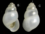Odostomia lukisii Jeffreys, 1859Specimen from La Goulette, Tunisia (among algae 0-1 m, 22.06.2008), actual size 1.8 mm. Odostomia lukisii Jeffreys, 1859Specimen from La Goulette, Tunisia (among algae 0-1 m, 22.06.2008), actual size 1.8 mm.