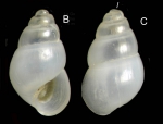 Odostomia lukisii Jeffreys, 1859Specimen from La Goulette, Tunisia (among algae 0-1 m, 22.06.2008), actual size 1.8 mm.