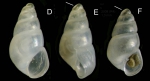 Odostomia kromi van Aartsen, Menkhorst & Gittenberger, 1984Specimens from La Goulette, Tunisia (among algae 0-1 m, 27.05.2009), actual size 1.6 et 1.3 mm Odostomia kromi van Aartsen, Menkhorst & Gittenberger, 1984Specimens from La Goulette, Tunisia (among algae 0-1 m, 27.05.2009), actual size 1.6 et 1.3 mm