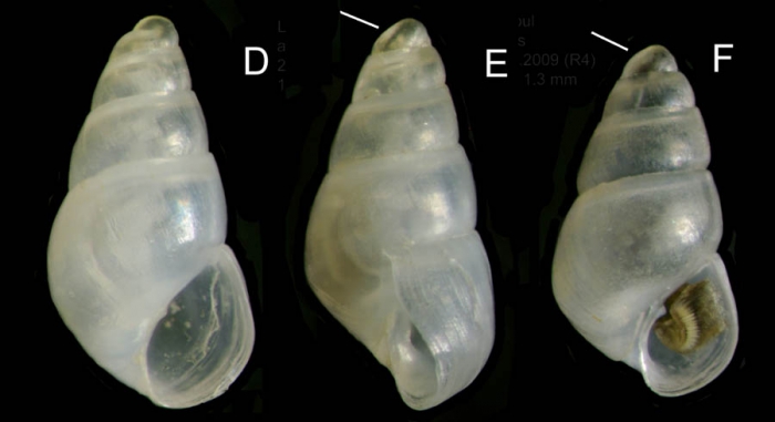 Odostomia kromi van Aartsen, Menkhorst &  Gittenberger, 1984Specimens from La Goulette, Tunisia (among algae 0-1 m, 27.05.2009), actual size 1.6 et 1.3 mm