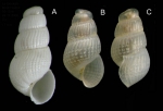 Chrysallida juliae (de Folin, 1872)A: Shell from La Goulette, Tunisia (soft bottoms 10-15 m, 24.11.2009), actual size 1.7 mm. B-C: live-taken specimen (same site, 31.03.2010), actual size 1.4 mm. Chrysallida juliae (de Folin, 1872)A: Shell from La Goulette, Tunisia (soft bottoms 10-15 m, 24.11.2009), actual size 1.7 mm. B-C: live-taken specimen (same site, 31.03.2010), actual size 1.4 mm.