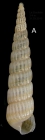 Turbonella crenata (Brown, 1827) Specimen from La Goulette, Tunisia (soft bottoms 3-4 m, 31.03.2010), actual size 9.6 mm.