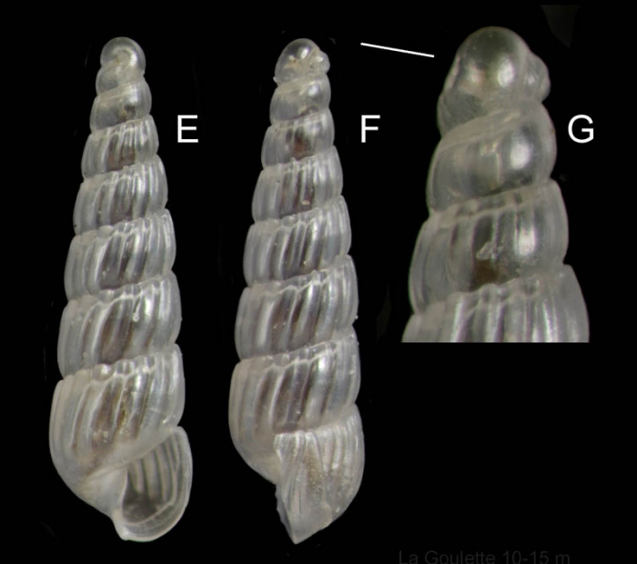 Turbonilla delicata (Monterosato, 1874) Specimen from La Goulette, Tunisia (soft bottoms 10-15 m, 18.08.2009), actual size 2.7 mm. G: protoconch, same specimen, the line indicates coiling axis.