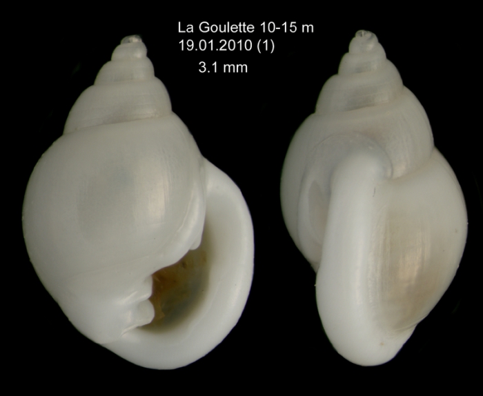 Ringicula conformis Monterosato, 1877  Specimen from La Goulette, Tunisia (soft bottoms 10-15 m, 19.01.2010), actual size 3.1 mm