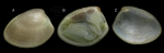 Nucula nitidosa Winckworth, 1930 Specimen from La Goulette, Tunisia soft bottoms 10-15 m, 29.06.2009), actual size 3.4 mm. Nucula nitidosa Winckworth, 1930 Specimen from La Goulette, Tunisia soft bottoms 10-15 m, 29.06.2009), actual size 3.4 mm.
