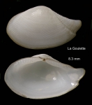 Nuculana pella (Linnaeus, 1767) Specimen from La Goulette, Tunisia (soft bottoms 10-15 m, 29.09.2009), actual size 8.3 mm Nuculana pella (Linnaeus, 1767) Specimen from La Goulette, Tunisia (soft bottoms 10-15 m, 29.09.2009), actual size 8.3 mm