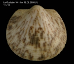Glycymeris violacescens (Lamarck, 1819) Juvenile specimen from La Goulette, Tunisia (soft bottoms 10-15 m, 18.08.2009), actual size 11.7 mm Glycymeris violacescens (Lamarck, 1819) Juvenile specimen from La Goulette, Tunisia (soft bottoms 10-15 m, 18.08.2009), actual size 11.7 mm