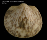 Glycymeris violacescens (Lamarck, 1819) Juvenile specimen from La Goulette, Tunisia (soft bottoms 10-15 m, 18.08.2009), actual size 11.7 mm