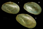 Musculus costulatus (Risso, 1826) Specimens from Salakta, Tunisia, actual size 3.2 mm and 3.7 mm Musculus costulatus (Risso, 1826) Specimens from Salakta, Tunisia, actual size 3.2 mm and 3.7 mm