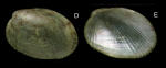 Musculus subpictus (Cantraine, 1835) Specimen from La Goulette, Tunisia, soft bottoms 10-15 m, 29.06.2009), actual size 2.2 mm. Musculus subpictus (Cantraine, 1835) Specimen from La Goulette, Tunisia, soft bottoms 10-15 m, 29.06.2009), actual size 2.2 mm.