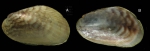 Arcuatula senhousia (Benson in Cantor, 1842) Specimen from La Goulette, Tunisia among algae, 31 03 2009), actual size 10 mm. Arcuatula senhousia (Benson in Cantor, 1842) Specimen from La Goulette, Tunisia among algae, 31 03 2009), actual size 10 mm.