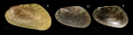Arcuatula senhousia (Benson in Cantor, 1842) Specimens from La Goulette, Tunisia (among algae 0-1 m, 19.09.2008), actual size 8.2 mm and 4.0 mm. Arcuatula senhousia (Benson in Cantor, 1842) Specimens from La Goulette, Tunisia (among algae 0-1 m, 19.09.2008), actual size 8.2 mm and 4.0 mm.