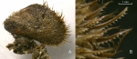 Modiolus barbatus (Linnaeus, 1758) Specimen from La Goulette, Tunisia (soft bottoms 10-15 m, 29.09.2009), actual size 24.5 mm. B: detail of posterior periostracal hairs, scale bar 1 mm Modiolus barbatus (Linnaeus, 1758) Specimen from La Goulette, Tunisia (soft bottoms 10-15 m, 29.09.2009), actual size 24.5 mm. B: detail of posterior periostracal hairs, scale bar 1 mm