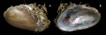 Gregariella petagnae (Scacchi, 1832)Specimen from La Goulette, Tunisia (among algae 0-1 m, 22.06.2008), actual size 6.2 mm. Gregariella petagnae (Scacchi, 1832)Specimen from La Goulette, Tunisia (among algae 0-1 m, 22.06.2008), actual size 6.2 mm.