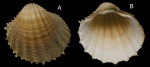 Acanthocardia paucicostata (Sowerby G.B. II, 1841) Specimen from La Goulette, Tunisia (soft bottoms 10-15 m, 23.12.2009), actual size 25.8 mm. Acanthocardia paucicostata (Sowerby G.B. II, 1841) Specimen from La Goulette, Tunisia (soft bottoms 10-15 m, 23.12.2009), actual size 25.8 mm.