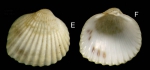 Parvicardium scriptum (Bucquoy, Dautzenberg & Dollfus, 1892) Spcimen from La Goulette, Tunisia (among seagrass Cymodocea, 30.03.2009), actual size 4.3 mm. Parvicardium scriptum (Bucquoy, Dautzenberg & Dollfus, 1892) Spcimen from La Goulette, Tunisia (among seagrass Cymodocea, 30.03.2009), actual size 4.3 mm.
