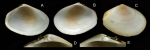 Macoma cumana (Costa, 1829) Specimen from La Goulette, Tunisia (soft bottoms 10-15 m, 23.12.2009), actual size 20.5 mm Macoma cumana (Costa, 1829) Specimen from La Goulette, Tunisia (soft bottoms 10-15 m, 23.12.2009), actual size 20.5 mm