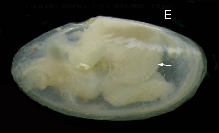Abra nitida (M�ller O.F., 1776) Juvenile specimen from La Goulette, Tunisia (soft bottoms 10-15 m, 29.06.2009), actual size 2.8 mm; arrow points to the huge labial palps.