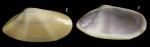 Donax venustus Poli, 1795Specimen from La Goulette, Tunisia (soft bottoms 3-4 m, 28.04.2009), actual size 20.5 mm. Donax venustus Poli, 1795Specimen from La Goulette, Tunisia (soft bottoms 3-4 m, 28.04.2009), actual size 20.5 mm.
