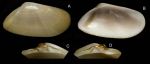 Donax semistriatus Poli, 1795 Specimen from La Goulette, Tunisia (soft bottoms 3-4 m, 28.04.2009), actual size 18.7 mm. Donax semistriatus Poli, 1795 Specimen from La Goulette, Tunisia (soft bottoms 3-4 m, 28.04.2009), actual size 18.7 mm.