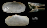 Azorinus chamasolen (da Costa, 1778) Juvenile specimen from La Goulette, Tunisia (soft bottoms 10-15 m, 18.08.2009), actual size 6.6 mm Azorinus chamasolen (da Costa, 1778) Juvenile specimen from La Goulette, Tunisia (soft bottoms 10-15 m, 18.08.2009), actual size 6.6 mm
