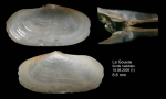 Azorinus chamasolen (da Costa, 1778)  Juvenile specimen from La Goulette, Tunisia (soft bottoms 10-15 m, 18.08.2009), actual size 6.6 mm