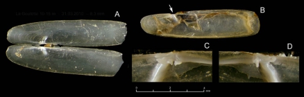 Pharus legumen (Linnaeus, 1758)Juvenile specimens from La Goulette, Tunisia (soft bottoms 10-15 m, 31.03.2010), actual size 8.8 mm. Arrow indicates the position of the inner buttress.