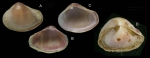 Corbula gibba (Olivi, 1792) Specimens from La Goulette, Tunisia (soft bottoms 10-15 m, 29.06.2009 and 19.01.2010), actual size 3.9 and 5.0 mm. Note severe drilling on the larger specimen. Corbula gibba (Olivi, 1792) Specimens from La Goulette, Tunisia (soft bottoms 10-15 m, 29.06.2009 and 19.01.2010), actual size 3.9 and 5.0 mm. Note severe drilling on the larger specimen.