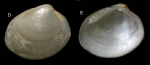 Nucula nucleus (Linnaeus, 1758) Shell from La Goulette, Tunisia (0-1 m), actual size 3.4 mm. Nucula nucleus (Linnaeus, 1758) Shell from La Goulette, Tunisia (0-1 m), actual size 3.4 mm.