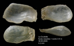 Sphenia binghami Turton, 1822Specimen from La Goulette, Tunisia (3-4 m, 30.03.2009), actual size 4.3 mm Sphenia binghami Turton, 1822Specimen from La Goulette, Tunisia (3-4 m, 30.03.2009), actual size 4.3 mm