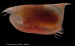 Conchoeciisa plinthina Female