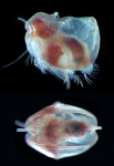 Fellia biconis female
