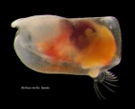 Mollicia mollis