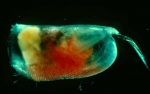 Mollicia tyloda