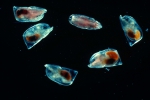 Orthoconchoecia atlantica