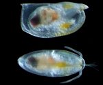Orthoconchoecia bispinosa