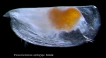 Paraconchoecia cophopyga
