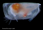 Paramollicia major