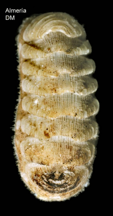 Lepidopleurus cajetanus (Poli, 1791)Specimen from Cal�n, Almer�a, Spain (actual size 5.0 mm).