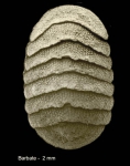 Leptochiton cimicoides (di Monterosato, 1879)Specimen from Barbate, Spain (actual size 2.0 mm) [SEM].