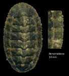 Lepidochitona caprearum (Scacchi, 1836)Specimen from Benalmádena, Spain (actual size 14 mm). Lepidochitona caprearum (Scacchi, 1836)Specimen from Benalmádena, Spain (actual size 14 mm).