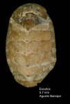 Lepidochitona monterosatoi Kaas & Van Belle, 1981Specimen from Los Escullos, Almería, Spain (actual size 5.7 mm). Lepidochitona monterosatoi Kaas & Van Belle, 1981Specimen from Los Escullos, Almería, Spain (actual size 5.7 mm).