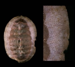 Callochiton septemvalvis (Montagu, 1803)Specimen from Isla de Alborán (actual size 20 mm). Callochiton septemvalvis (Montagu, 1803)Specimen from Isla de Alborán (actual size 20 mm).