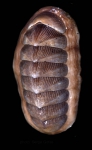 Chaetopleura angulata (Spengler, 1797)Specimen from SW Spain (actual size 50 mm). Chaetopleura angulata (Spengler, 1797)Specimen from SW Spain (actual size 50 mm).