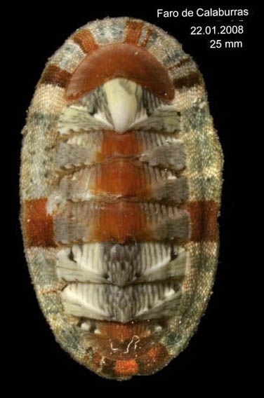 Chiton olivaceus Spengler, 1797 Specimen from Calaburras, M�laga, Spain (actual size 25 mm).